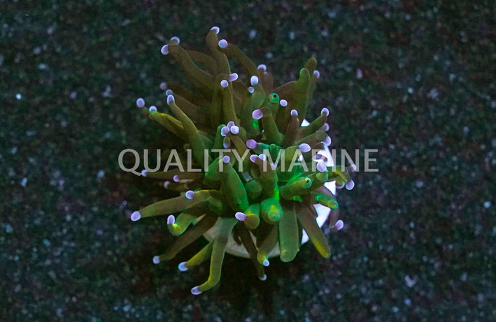 Torch, Holy Grail :: 68659