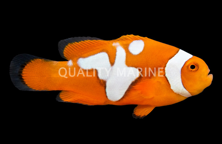 Picasso Semi Percula Clownfish, QM Labs :: 14191
