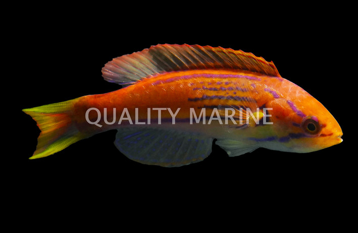 Flasher, Madagascar Male Wrasse :: 33904