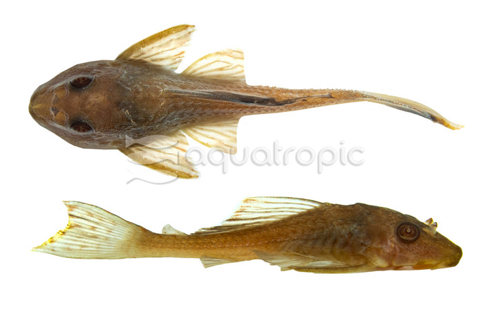 Yellow Plecostomus :: 48840