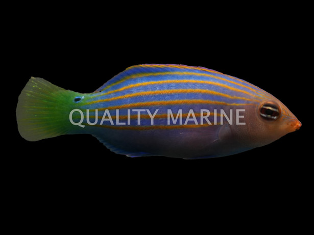 Six Line Wrasse, Les Villages  :: 33927