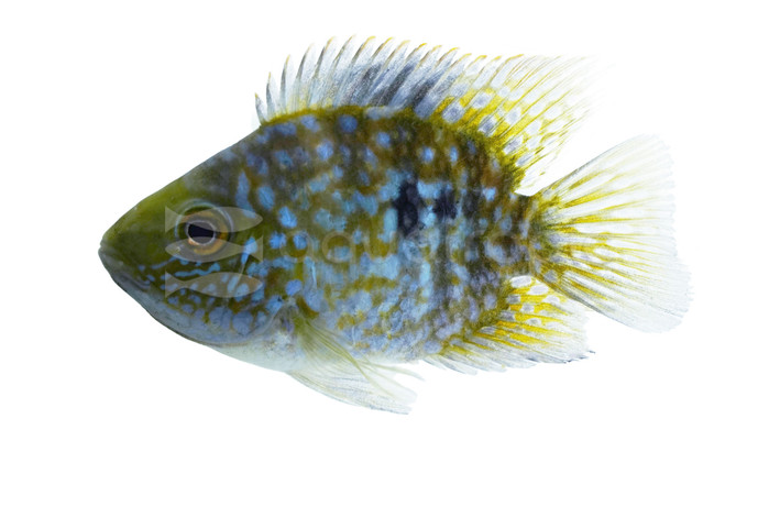 Carpintis Round Pearlscale Cichlid :: 11776