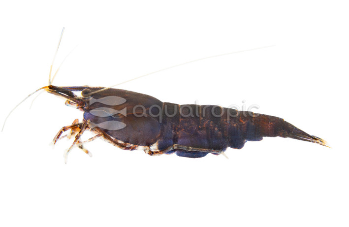 Super Red A Shrimp :: 76477