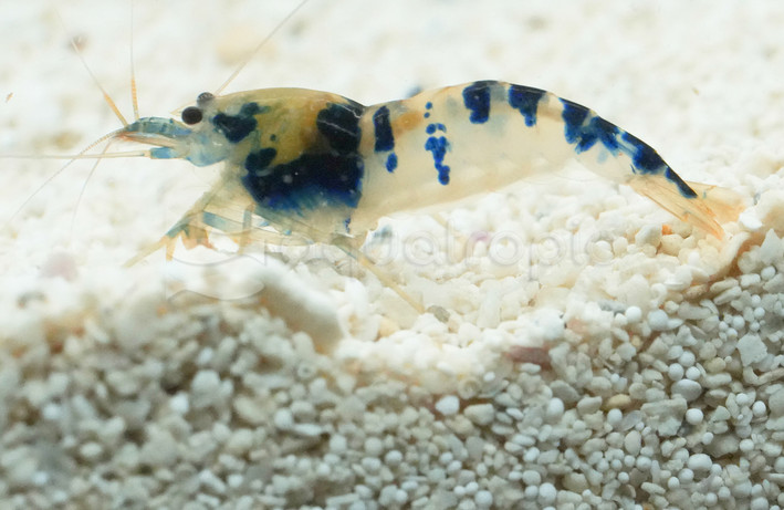 Blue Dragon Shrimp :: 29825