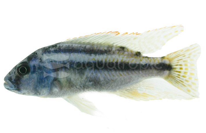 Malawi Thick Lip Cichlid :: 80855