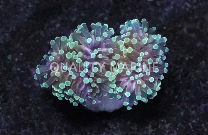 Grape Cristata Neon Green Tip :: 98444