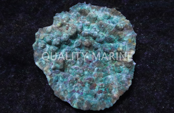 Mycedium, Green Eyed, Fiji :: 20700