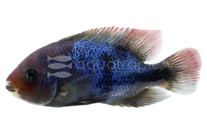 Fenestrata Marble/Blackstripe Cichlid :: 34489