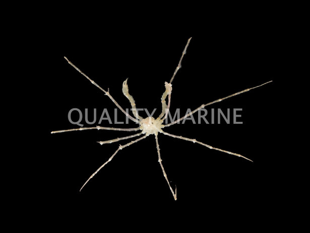 Arrow Frilly Crab :: 52506