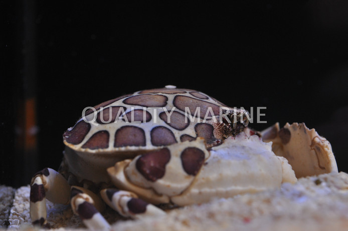 Shameface Crab :: 52528