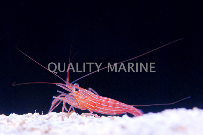 Peppermint Shrimp :: 57605