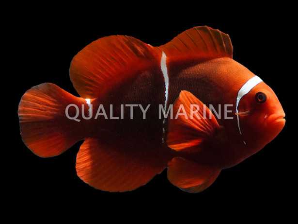 Maroon Clownfish, Mismarked :: 71345