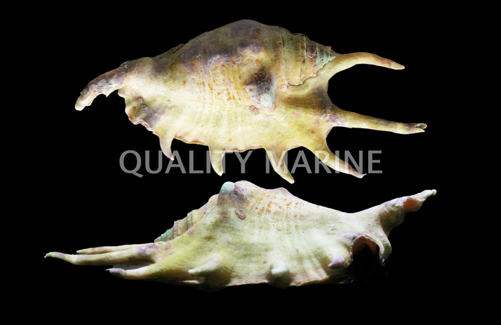 Spider Conch Snail :: 57039