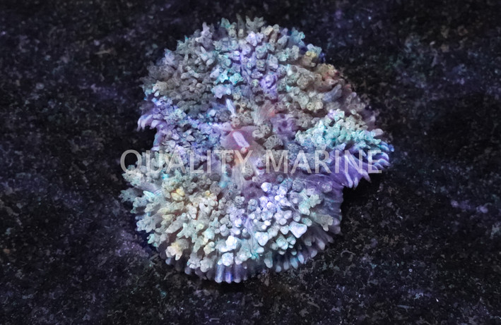 St. Thomas Bubble Mushrrom :: 55707