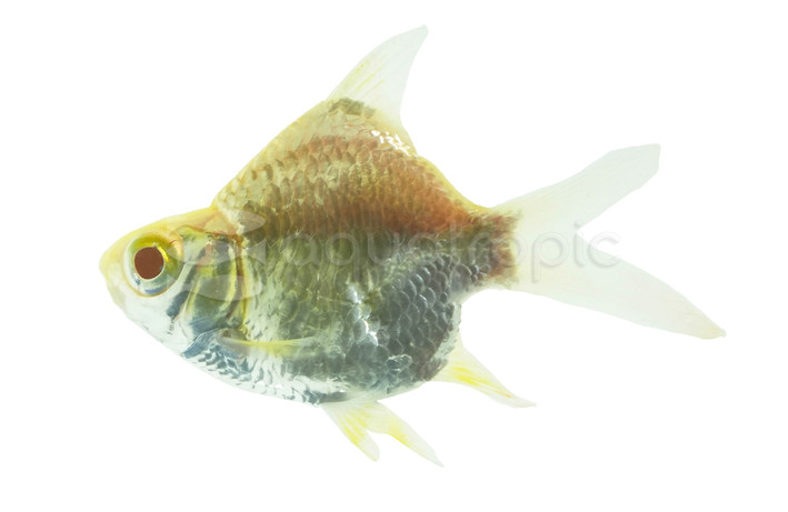 Tinfoil Albino Balloon Barb :: 46482