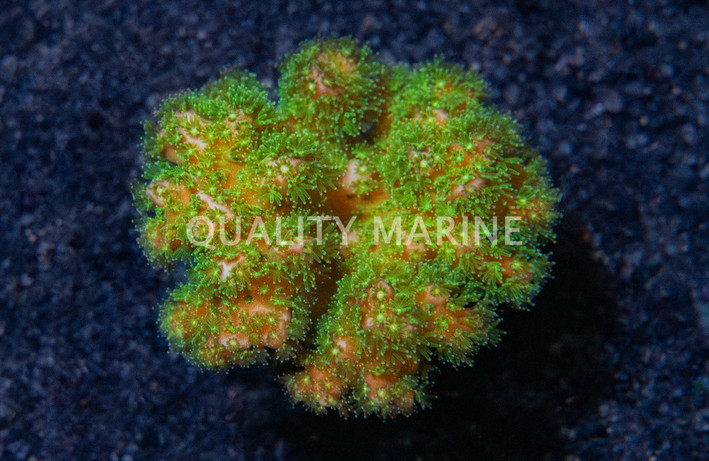 Cauliflower, Fallout :: 30737