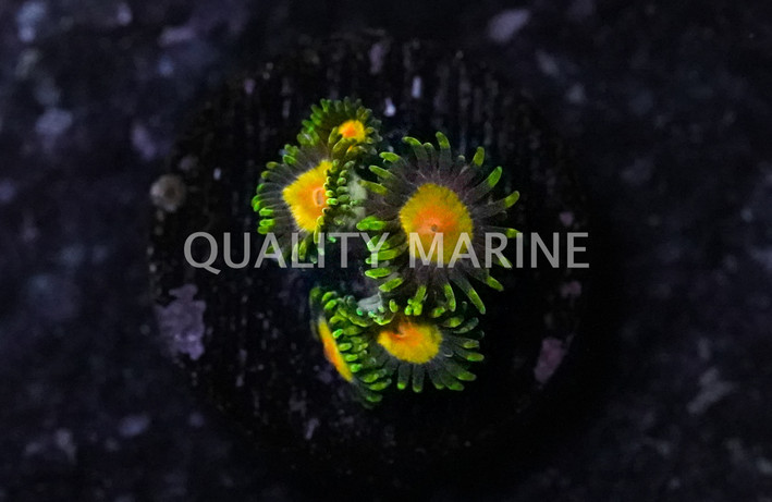 Zoa, Queen Midas :: 22559
