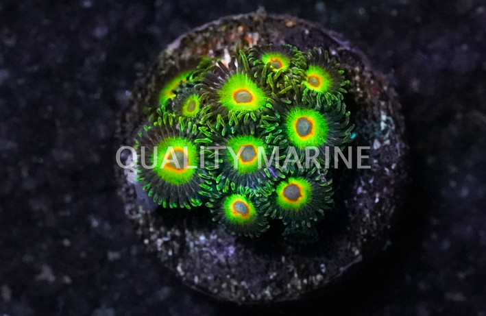 Zoa, Island Time :: 54275