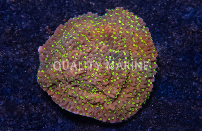 Monti, Encrusting Green w/ Neon Green polyps & Pink Rim :: 64357