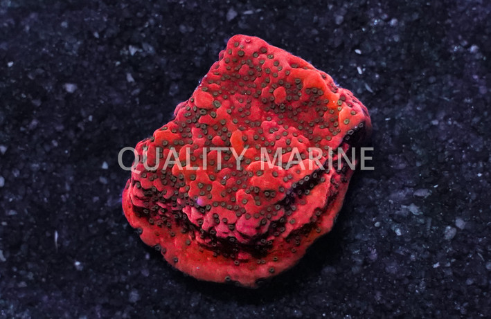 Monti, Encrusting, Cherry Tree :: 96665