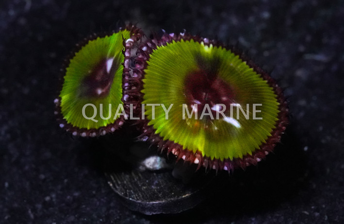 Zoa, Emerald Grandis :: 90852