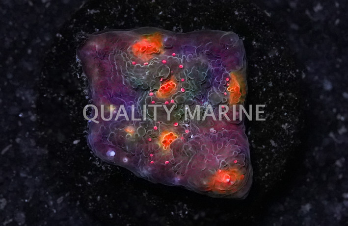 Chalice, Orange Eye :: 41962