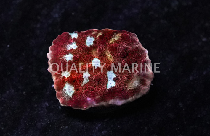 Chalice, Scarlet Ninja :: 96210