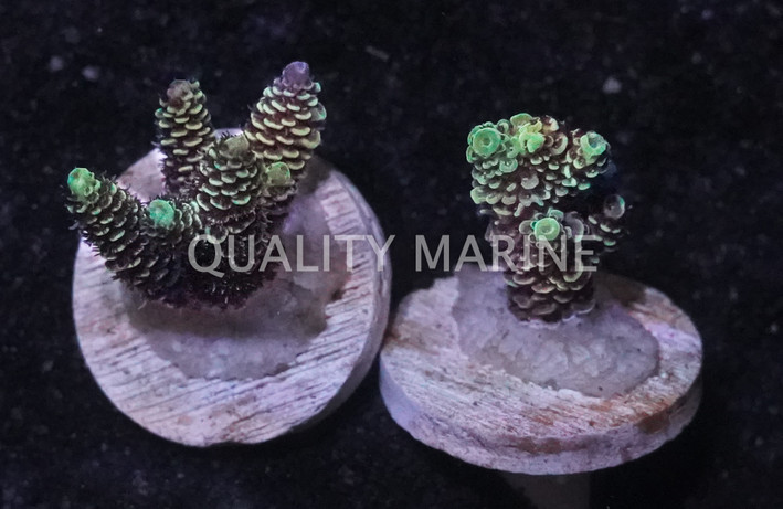 Acropora Blue :: 14826