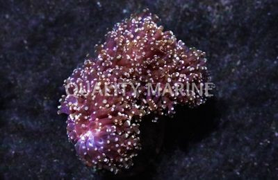 Gold Branching Frogspawn Coral :: 48093