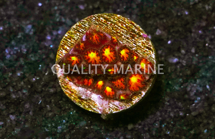 Leptastrea, Burning :: 37915