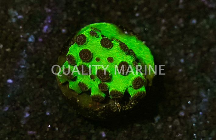 Cyphastrea, Mardi Gras :: 57999