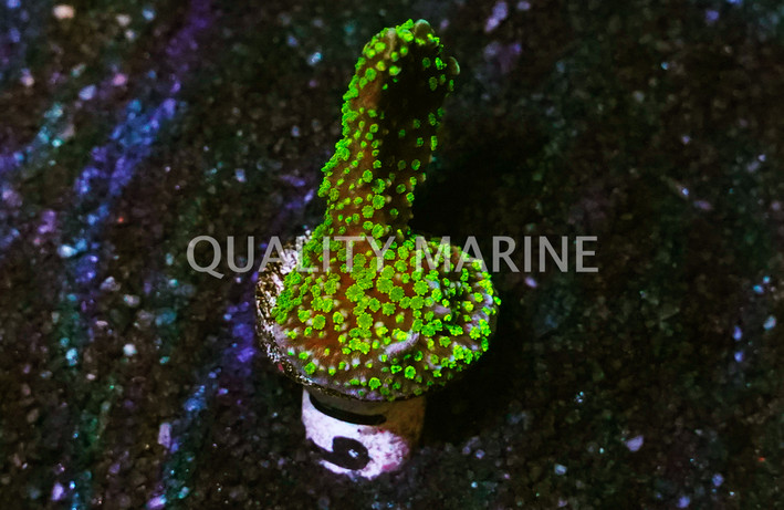 Monti, Branching Stellata :: 37510