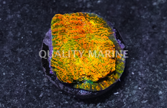 Chalice, Stellaria :: 11740