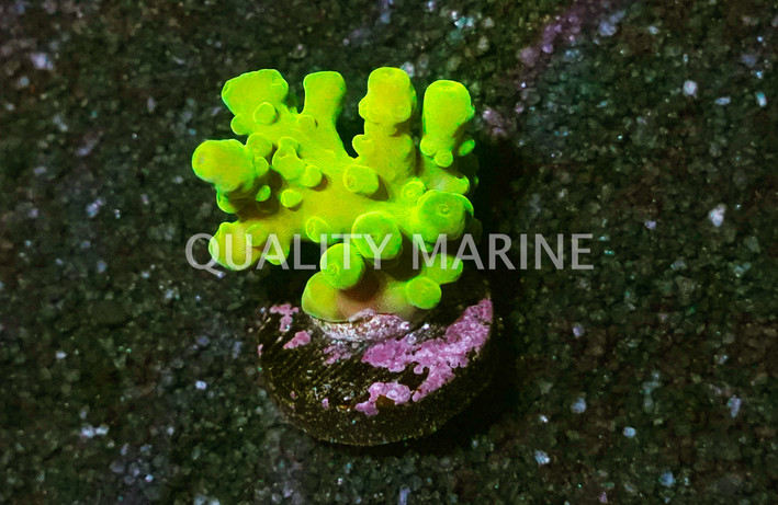 Acropora, Green Austera :: 92345