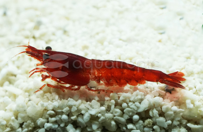 Red Sakura Shrimp :: 20742