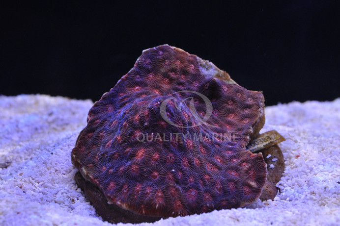 Brain Red War Coral :: 54307