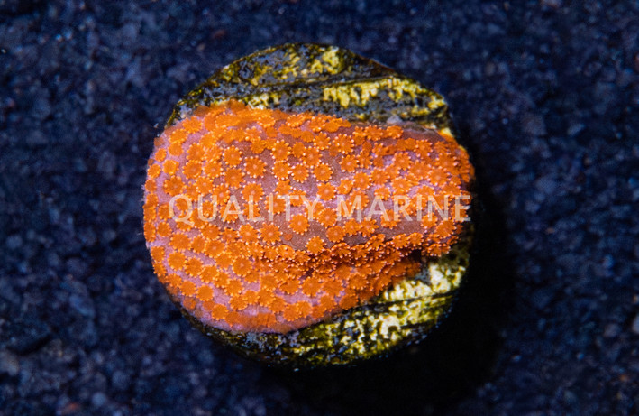 Monti, Encrusting Dizzy Spell :: 53761