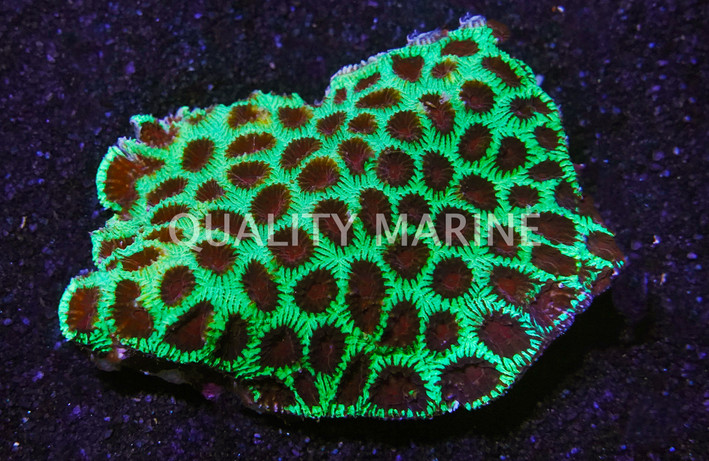 Green w/Red Eye Xmas Favia Brain Coral, Fiji :: 22735