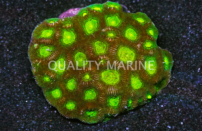 Brain Neon Green, Fiji :: 56956