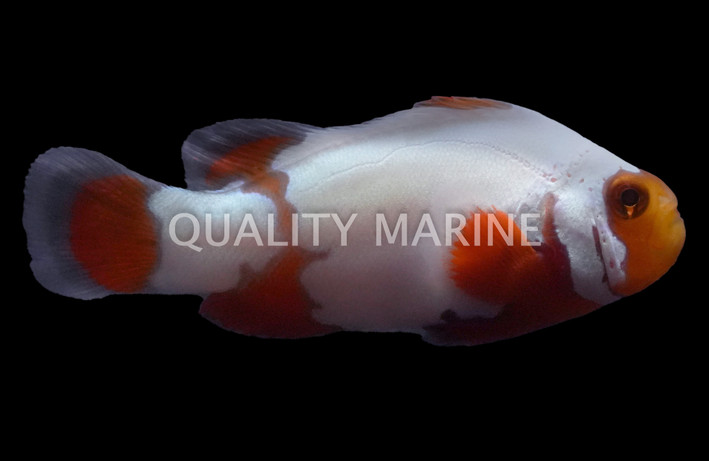 Tangerine Snowflake Ocellaris Clownfish :: 38189