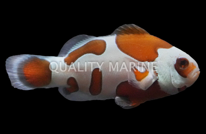 Storm Tangerine Ocellaris Clownfish :: 85458