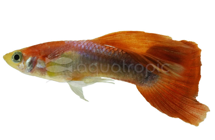 Half Moon Red Guppy, Male :: 33141