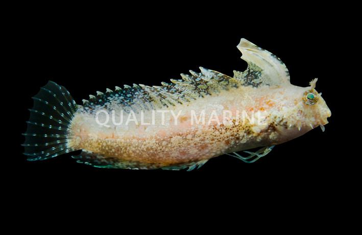 Floral Blenny :: 12604