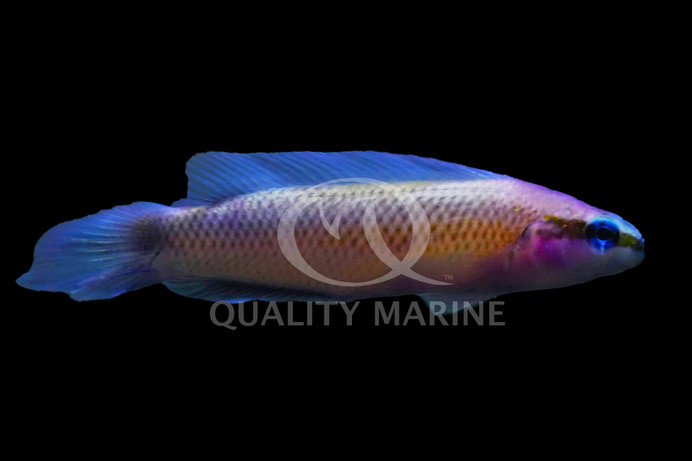 Indigo Dottyback, QM Labs :: 48090