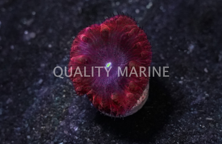 Blastomussa Merleti, Red w/ Blue center :: 68453