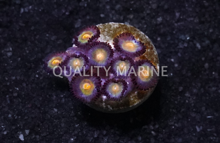 Zoa, Wolverine :: 62620