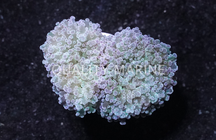 Frogspawn Branching, Green :: 50439