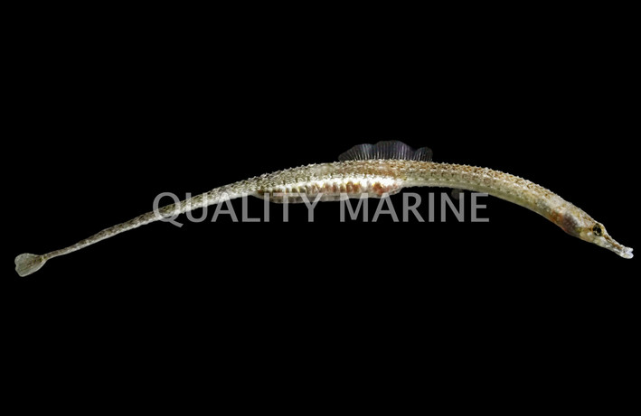 Whitenose Pipefish :: 25021