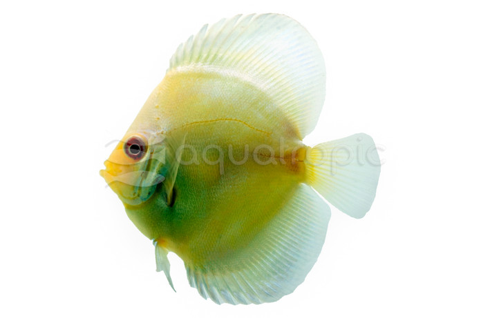 Blue Diamond Albino Discus :: 24020