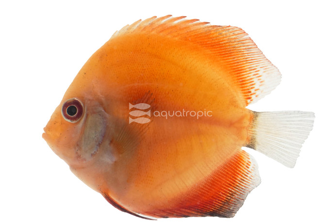 Marlboro Red Discus :: 27389